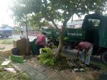 พัฒนา และเก็บกิ่งไม้ บริเวณหน้าสำนักงานเทศบาลตำบลหัวไทร